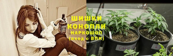 индика Богданович